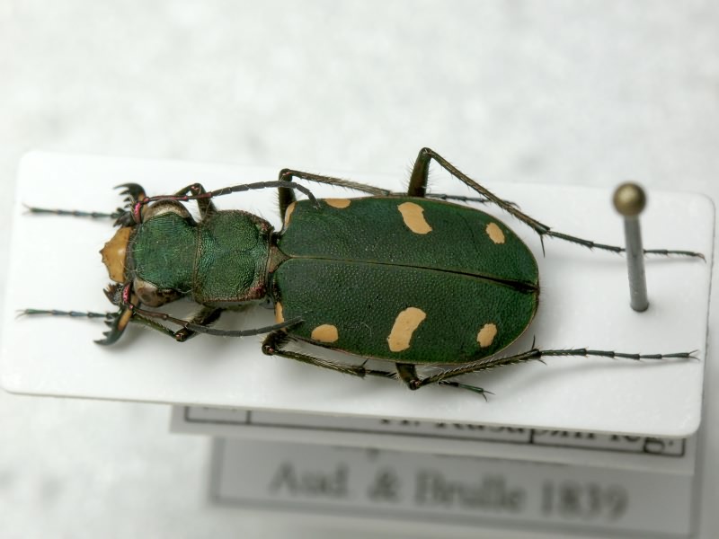 Cicindela asiatica Audouin & Brullé, 1839